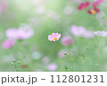 コスモス 112801231