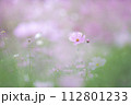 コスモス 112801233