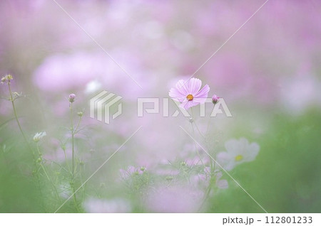 コスモス 112801233