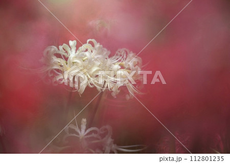 曼珠沙華 112801235