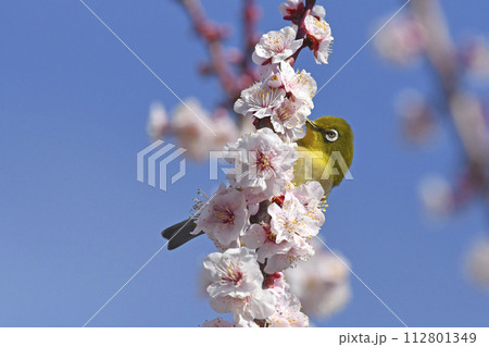 満開の白梅を独り占めにするメジロさん （ 春イメージ ） 112801349