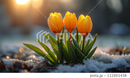冬から春へと季節の移ろいを感じるチューリップの花	AI生成画像 112801436
