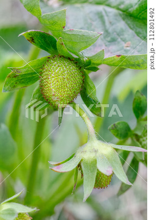 Strawberry bush with an unripe berry. Strawberry bush with an unripe berry. 112801492