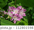 サクラウツギの花と葉 112801598