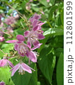 サクラウツギの花と葉 112801599