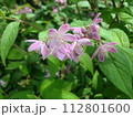 サクラウツギの花と葉 112801600
