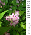 サクラウツギの花と葉 112801601