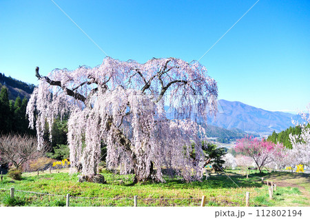 須坂市 枝垂桜 須坂市 枝垂桜 112802194