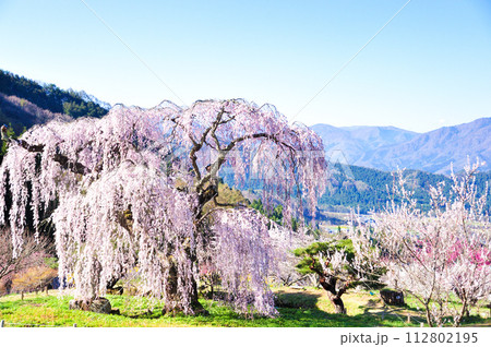 須坂市　枝垂桜 112802195