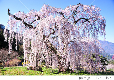 須坂市 枝垂桜 須坂市 枝垂桜 112802197