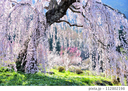 須坂市 枝垂桜 須坂市 枝垂桜 112802198