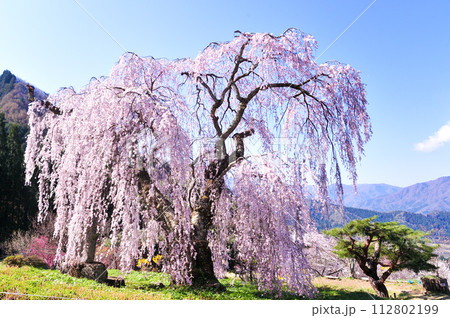 須坂市 枝垂桜 須坂市 枝垂桜 112802199
