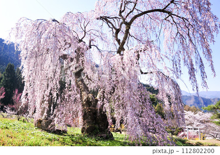 須坂市 枝垂桜 須坂市 枝垂桜 112802200
