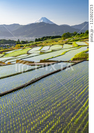 《山梨県》富士山と棚田の夜明け・初夏の日本の原風景《中野の棚田》 《山梨県》富士山と棚田の夜明け・初夏の日本の原風景《中野の棚田》 112802253