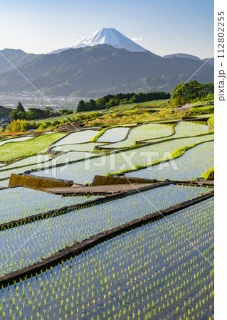 《山梨県》富士山と棚田の夜明け・初夏の日本の原風景《中野の棚田》 112802255
