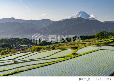 《山梨県》富士山と棚田の夜明け・初夏の日本の原風景《中野の棚田》 112802265