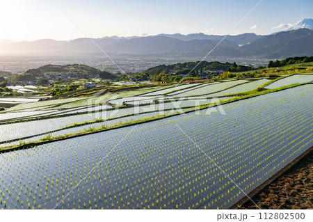 《山梨県》棚田の夜明け・初夏の日本の原風景《中野の棚田》 112802500