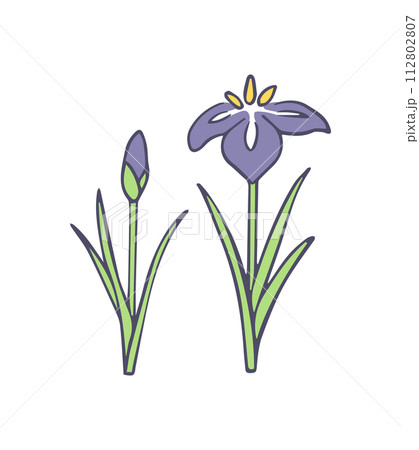 シンプルな菖蒲のイラスト 112802807
