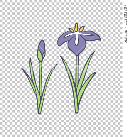 シンプルな菖蒲のイラスト 112802807