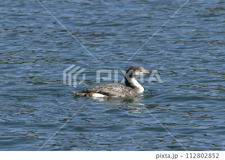 オオハム 112802852