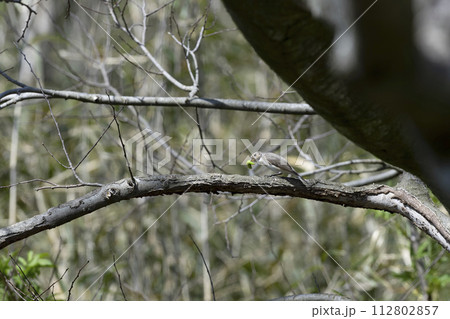 オジロビタキ 112802857