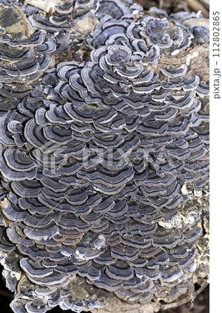 カワラタケ 112802865