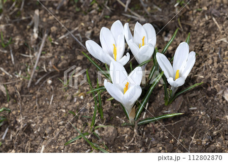 クロッカス 112802870