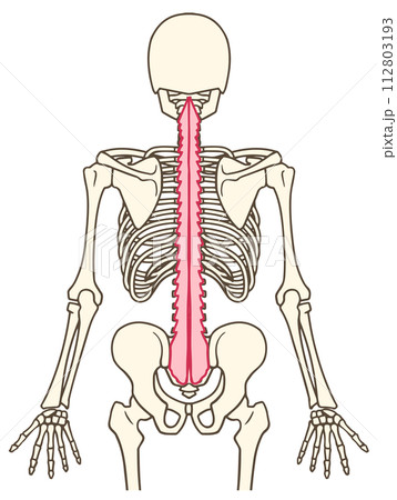 多裂筋 多裂筋 112803193