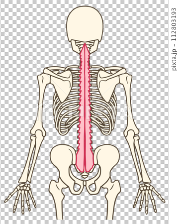 多裂筋 多裂筋 112803193