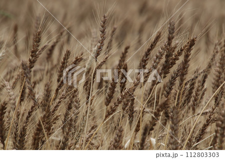 収穫の近づく麦の穂 112803303
