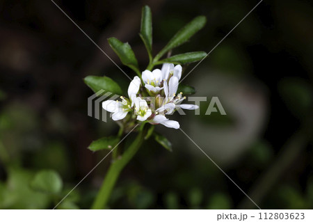 タネツケバナ 112803623