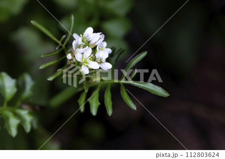 タネツケバナ 112803624