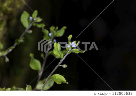 ハナイバナ 112803638