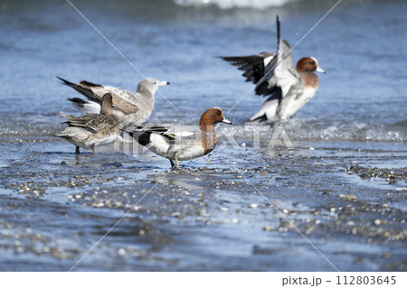 ヒドリガモ ヒドリガモ 112803645