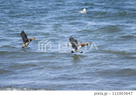 ヒドリガモ ヒドリガモ 112803647