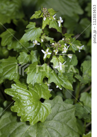 ユリワサビ 112803653