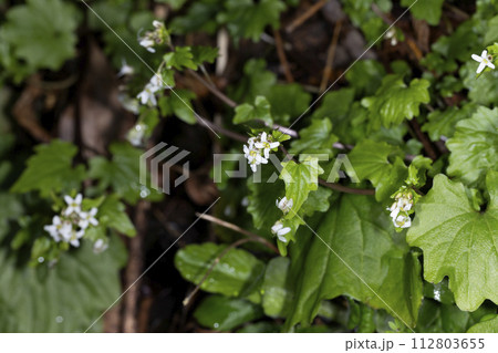 ユリワサビ 112803655