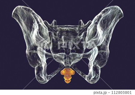Anatomy of the coccyx bone, showcasing its intricate details and features, 3D illustration Anatomy of the coccyx bone, showcasing its intricate details and features, 3D illustration 112803801