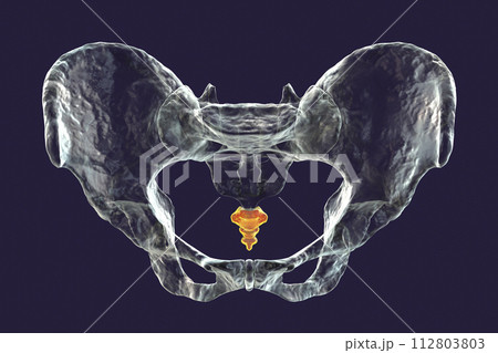 Anatomy of the coccyx bone, showcasing its intricate details and features, 3D illustration Anatomy of the coccyx bone, showcasing its intricate details and features, 3D illustration 112803803