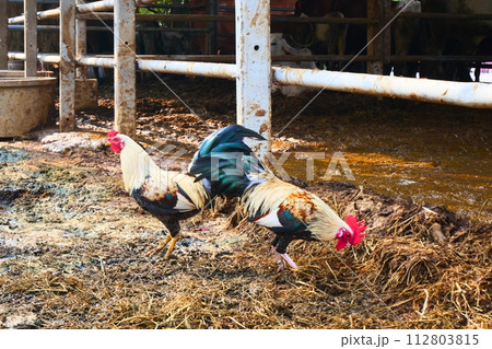 Chicken with red beak and crest And it has a beautiful long green tail Standing near an animal pen that was wet with dirt 112803815