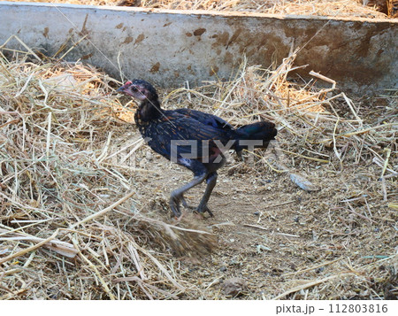 black hen walking among the dry grass in farm 112803816