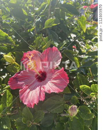 赤いハイビスカス 112803970