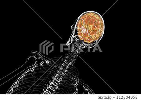 A human skeleton with a brain, 3D illustration showcasing the brain placement within the skull A human skeleton with a brain, 3D illustration showcasing the brain placement within the skull 112804058