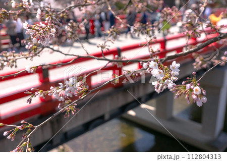 230402中橋桜z050 112804313