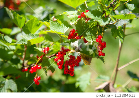 Branch of ripe red currant on currant bush in a garden. Branch of ripe red currant on currant bush in a garden. 112804613