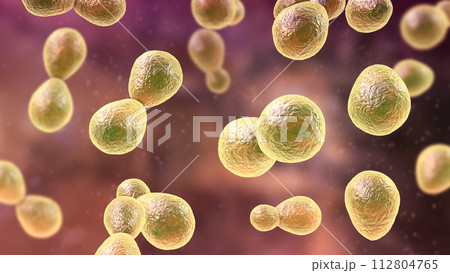 Histoplasma capsulatum fungus, 3D illustration Histoplasma capsulatum fungus, 3D illustration 112804765