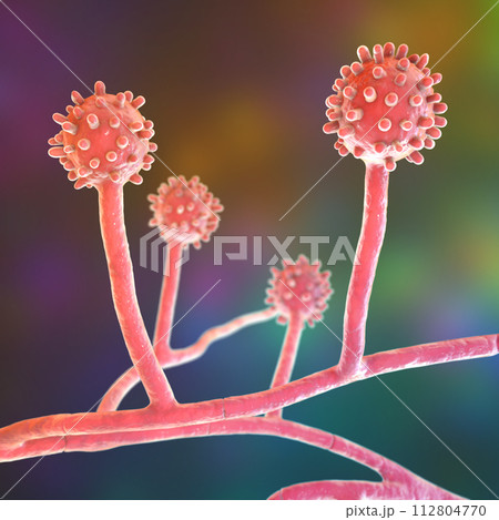 Histoplasma capsulatum fungus, 3D illustration 112804770