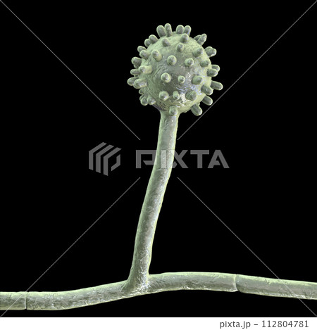 Histoplasma capsulatum fungus, 3D illustration 112804781