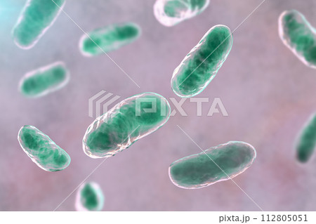Haemophilus influenzae bacteria, 3D illustration Haemophilus influenzae bacteria, 3D illustration 112805051