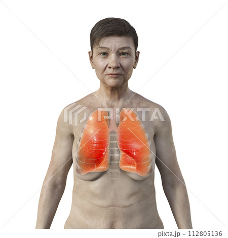A 3D illustration of a senior woman with transparent skin, showcasing a pair of healthy lungs in intricate detail. 112805136